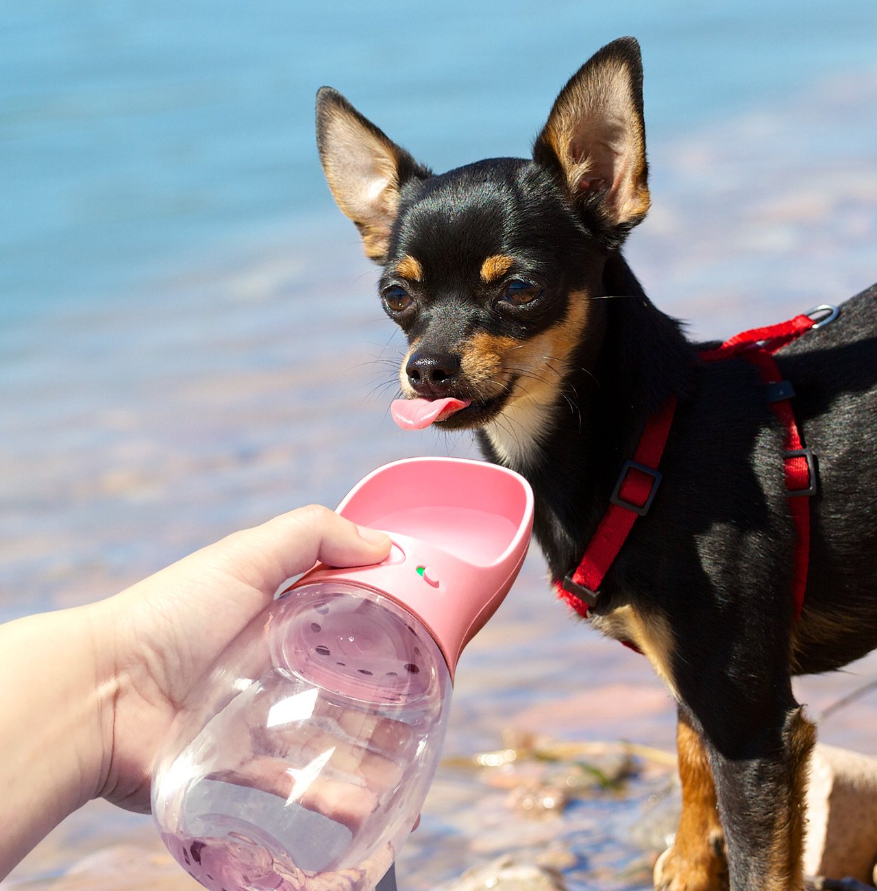 Portable Pet Water Bottle