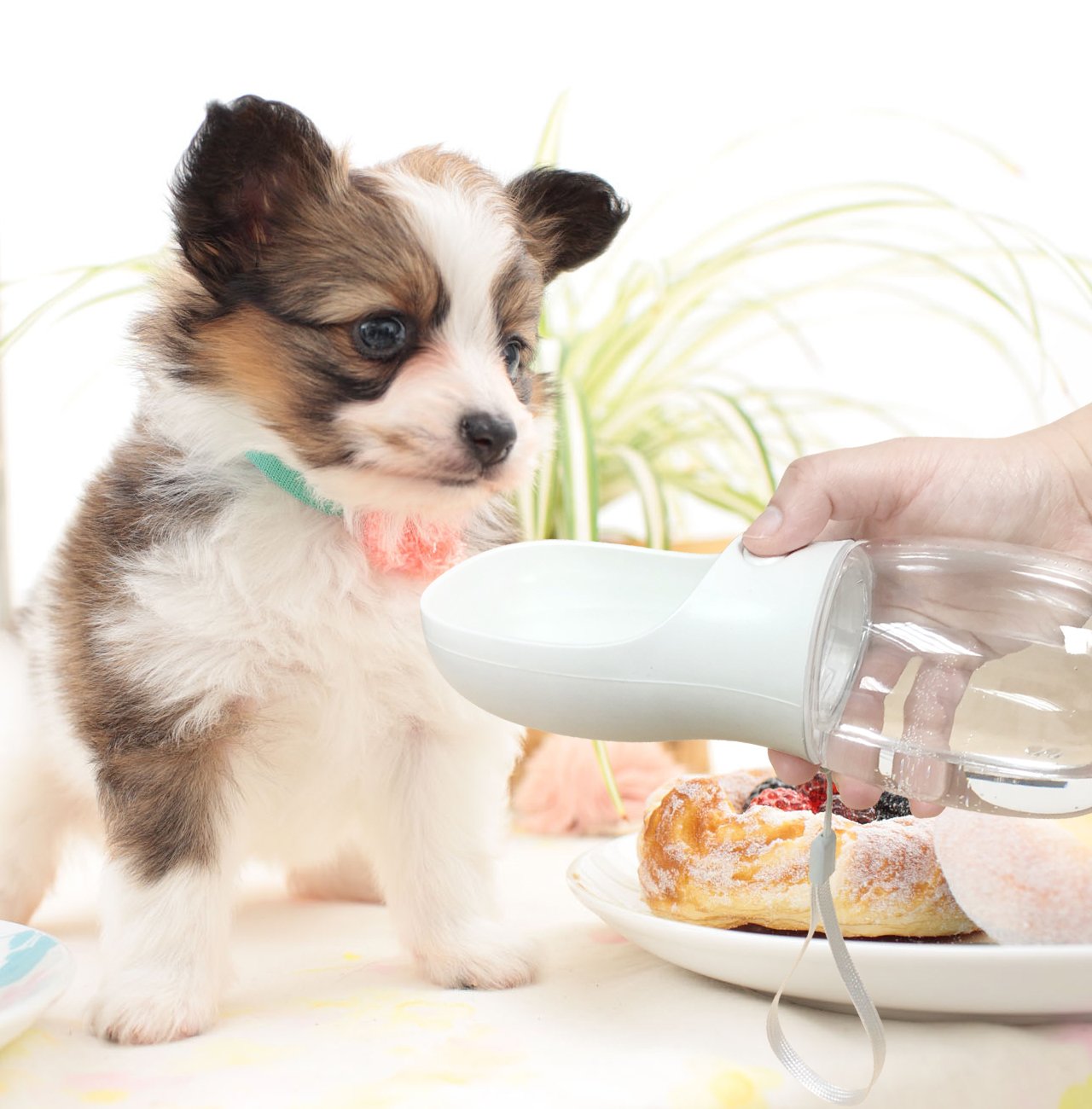 Portable Pet Water Bottle