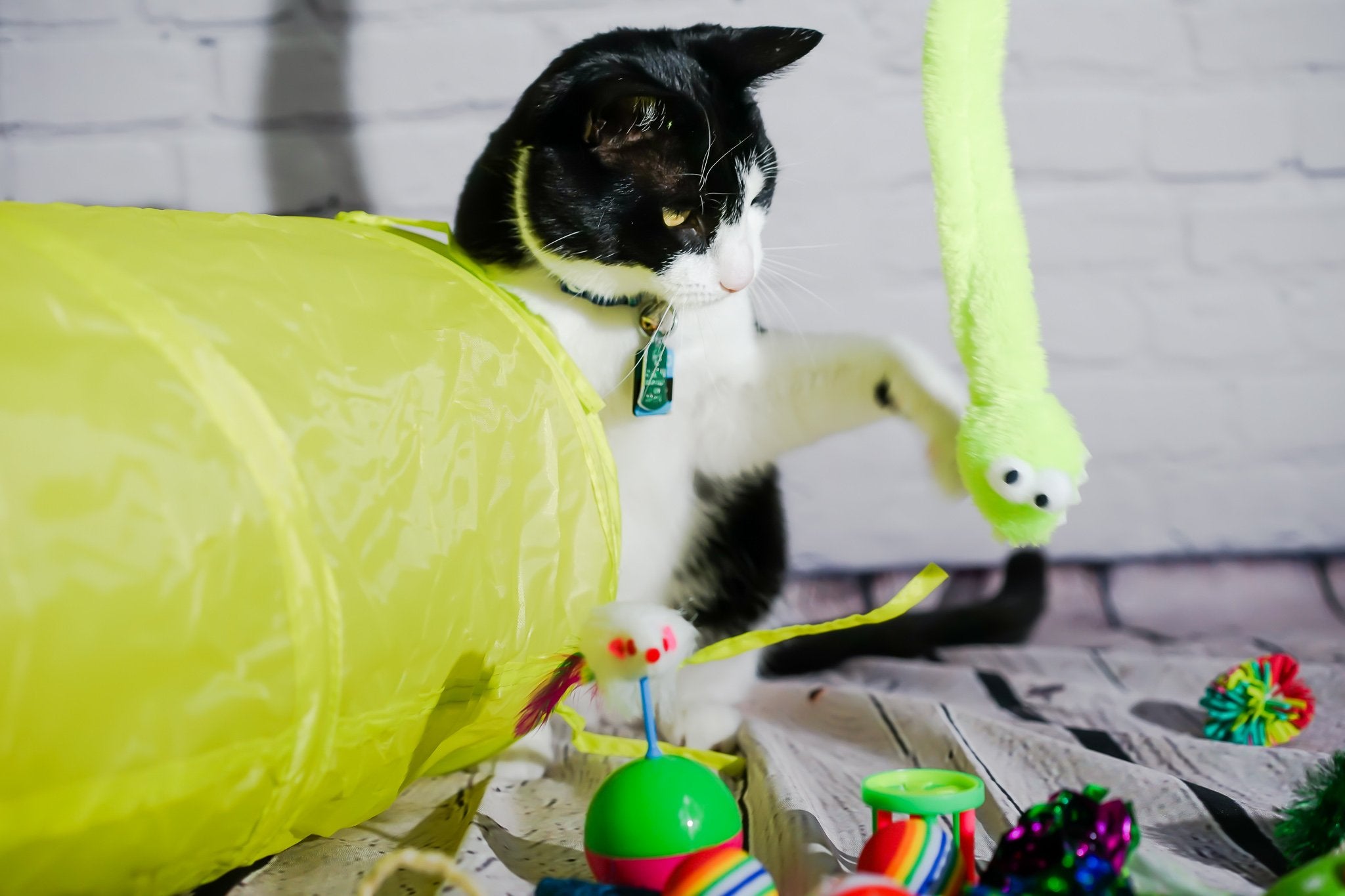 Cat Tunnel Toy