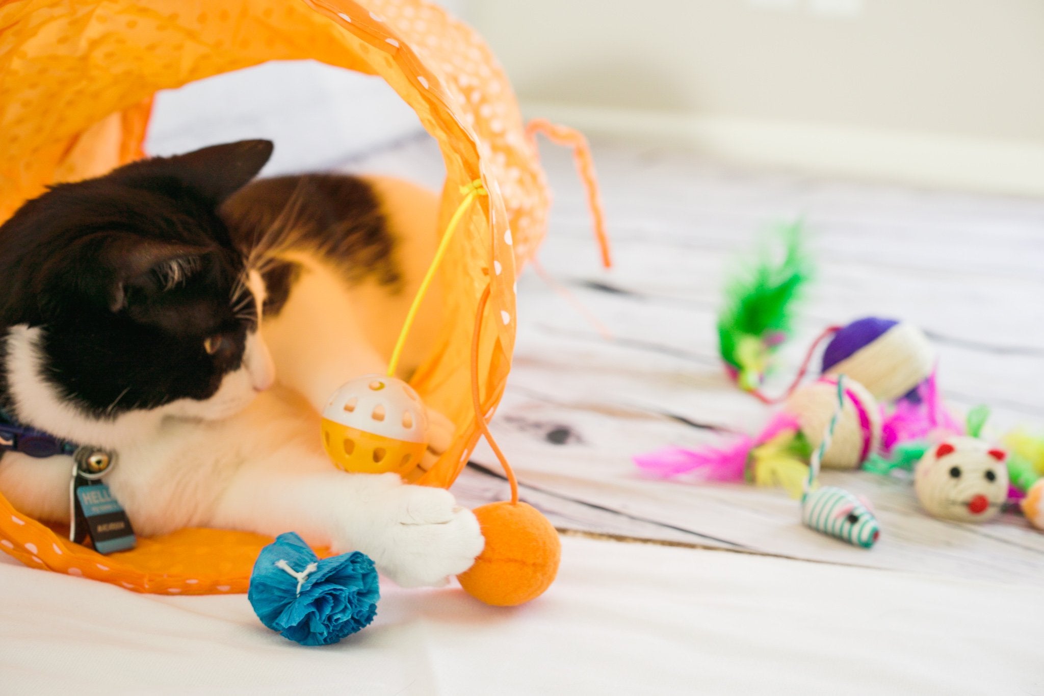 Cat Tunnel Toy