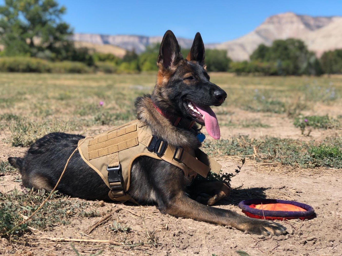 Military Tactical Dog Harness